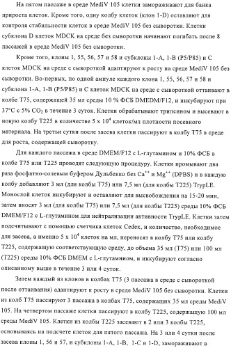 Линии клеток почки собаки майдин-дэрби (mdck), поддерживающие рост вирусов до высоких титров, и способ применения этих клеток в биореакторе (патент 2487935)