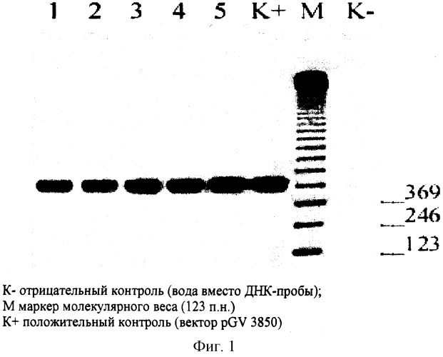 Способ получения трансгенных однодольных растений in vitro (патент 2301519)