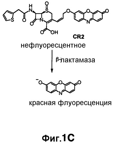 Применение бактериальной бета-лактамазы для диагностики in vitro и визуализации, диагностики и лечения in vivo (патент 2520661)