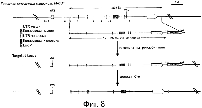 Гуманизированные m-csf мыши (патент 2577978)