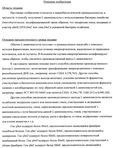 Способ получения l-треонина с использованием бактерии, принадлежащей к роду escherichia, в которой инактивирован кластер генов sfmacdfh-fimz или ген fimz (патент 2333953)