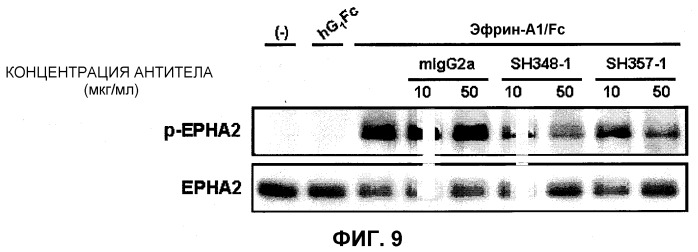 Антитело к epha2 (патент 2525133)