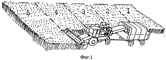 Способ возделывания зерносенажа из высокобелковых культур на малых площадях (патент 2526398)
