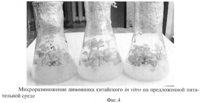 Питательная среда для микроразмножения лимонника китайского (schisandra chinensis (turcz.) baill.) в условиях in vitro (патент 2440414)