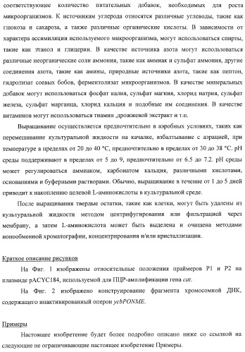 Способ получения l-треонина с использованием бактерии, принадлежащей к роду escherichia, в которой инактивирован оперон ycbponme (оперон ssueadcb) (патент 2392326)