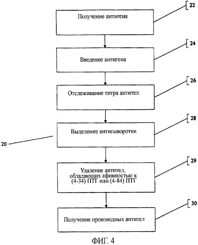 Антитела и пептидные антигены для получения антител, имеющих селективную специфичность связывания с биологически активным интактным паратиреоидным гормоном (птг(ртн))1-84 (патент 2460737)