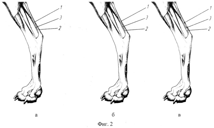 Способ удлинения голени у собак (патент 2528818)
