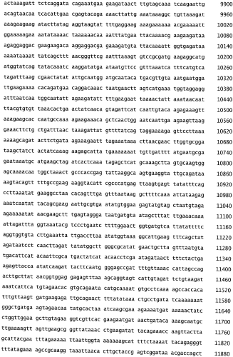 Бактериофаг, обладающий активностью против pseudomonas aeruginosa, белки бактериофага и способы их применения (патент 2580248)