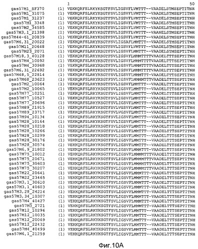 Мутантные антигены gas57 и антитела против gas57 (патент 2471497)