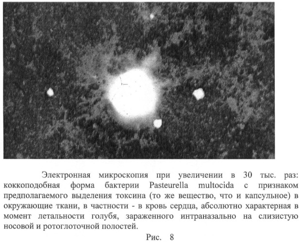 Способ стандартизации контрольно-производственного штамма бактерий pasteurella multocida (патент 2445367)