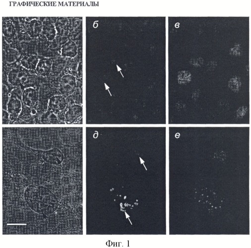 Мышиная гибридома s148 - продуцент моноклонального антитела к белку ядрышка surf-6 млекопитающих (патент 2421514)