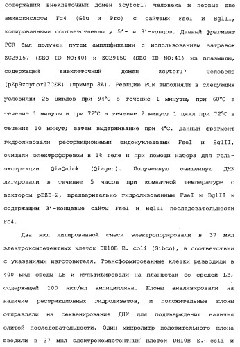 Новый лиганд рецептора цитокина zcytor17 (патент 2360923)