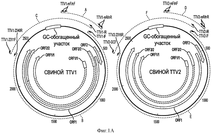 Вакцины на основе свиного вируса torque teno и способы диагностики инфекций, вызванных этим вирусом (патент 2553223)