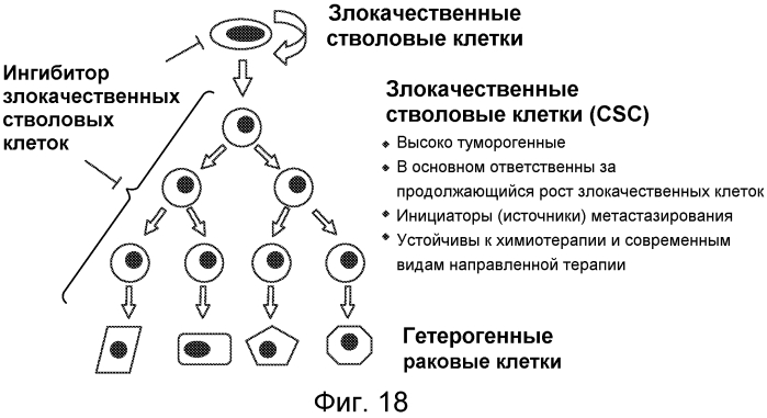 Новые соединения и композиции для нацеливания на злокачественные стволовые клетки (патент 2571661)