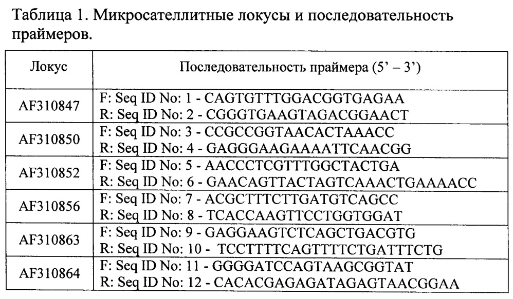 Способ молекулярного маркирования, основанный на микросателлитных локусах, предназначенный для идентификации генотипов березы (патент 2646112)