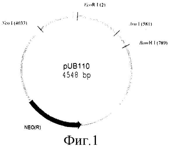 Плазмида pnan5, определяющая синтез l-аспарагиназы еса2, штамм bacillus cereus 1576-pnan5 - промышленный штамм-продуцент рекомбинантной l-аспарагиназы еса2 и способ ее получения (патент 2313575)