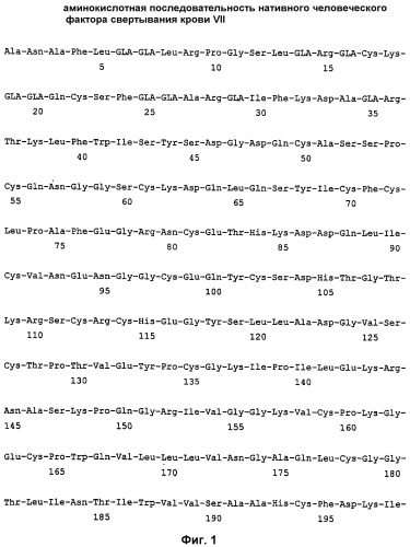 Полипептид фактора vii свертывания крови, его получение и применение (патент 2326126)