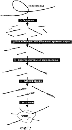 Менингококковые вакцины для введения через слизистую оболочку (патент 2349342)