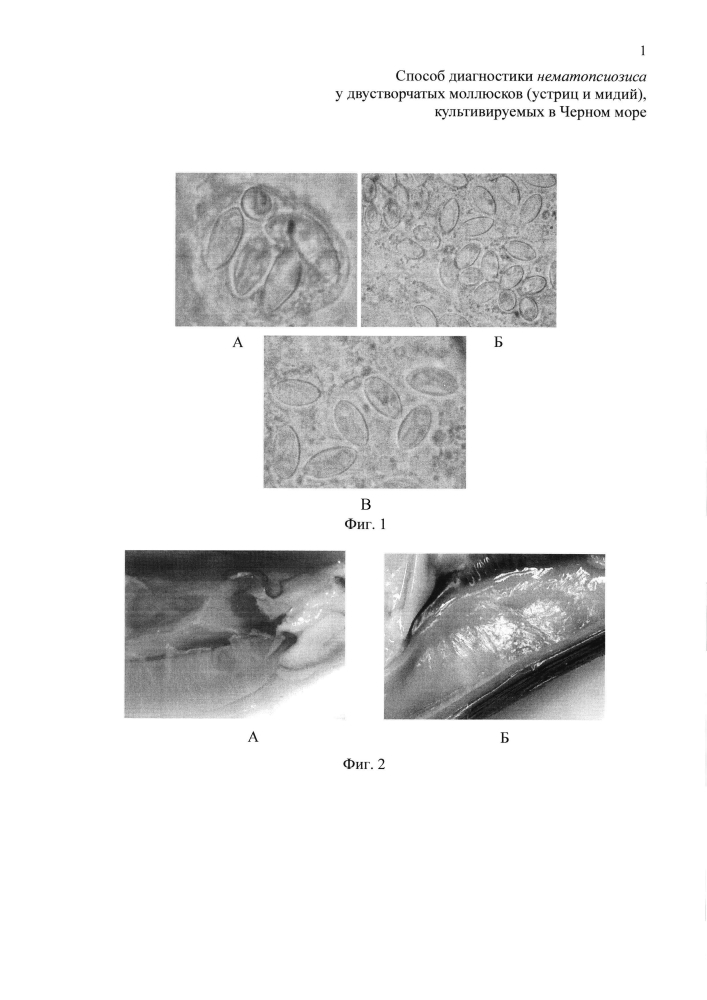 Способ диагностики нематопсиозиса у двустворчатых моллюсков (устриц и мидий), культивируемых в черном море (патент 2599175)