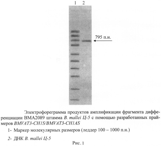 Олигонуклеотидные праймеры для генотипирования b. mallei методом полимеразной цепной реакции (патент 2474618)