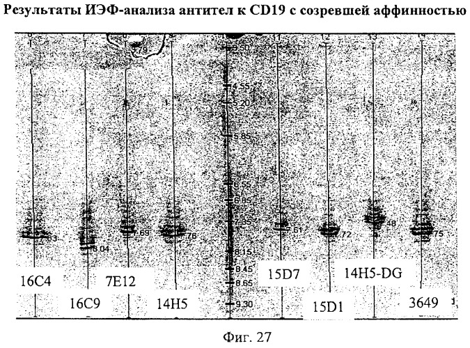 Гуманизированные антитела к cd19 и их применение для лечения онкологического, связанного с трансплантацией и аутоиммунного заболевания (патент 2495882)