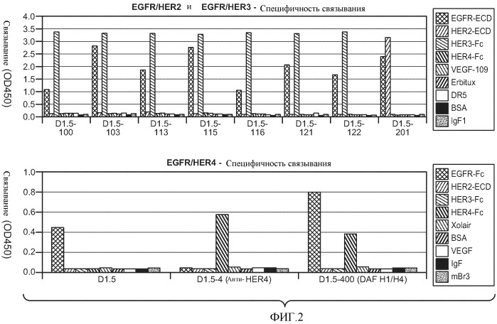 Антитела к her (патент 2504553)