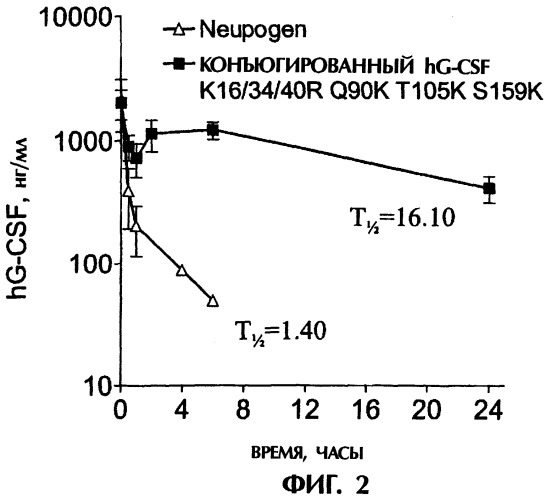 Конъюгаты g-csf (патент 2307126)