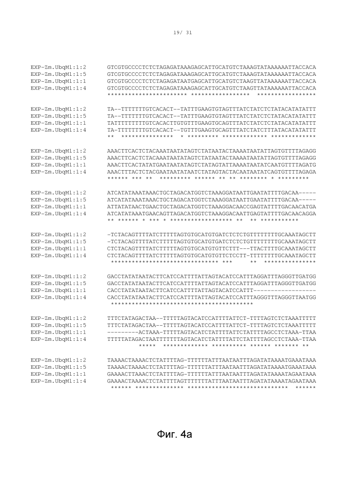 Регуляторные элементы растений и их применение (патент 2644205)