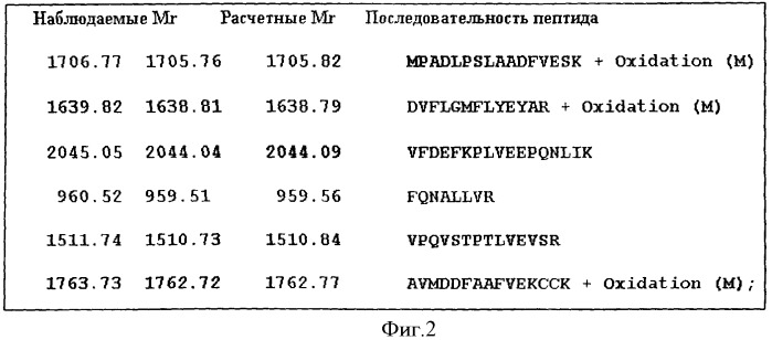 Маркер рака предстательной железы (патент 2360924)