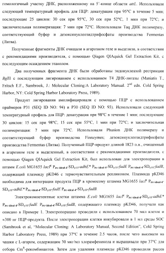 Бактерия - продуцент 1-бутанола и способ получения 1-бутанола (патент 2431672)