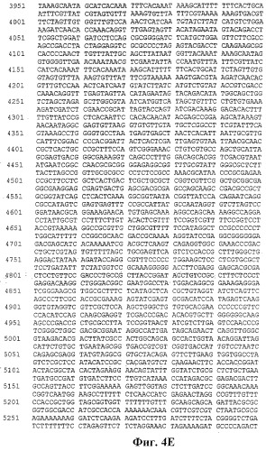 Человеческие антитела против человеческого 4-1вв (cd137) (патент 2376316)
