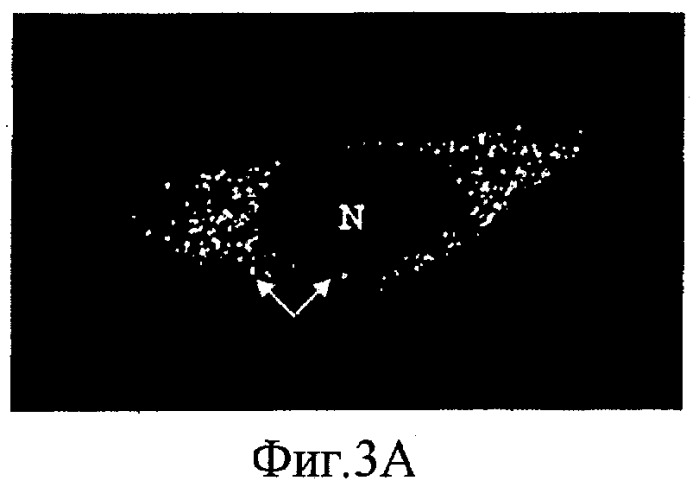 Получение биологически активных белков (патент 2441911)