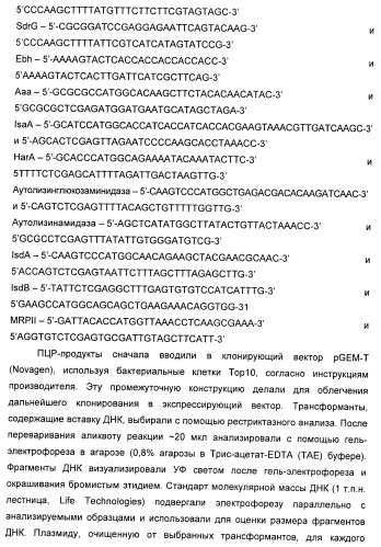 Иммуногенная композиция для применения в вакцинации против стафилококков (патент 2419628)