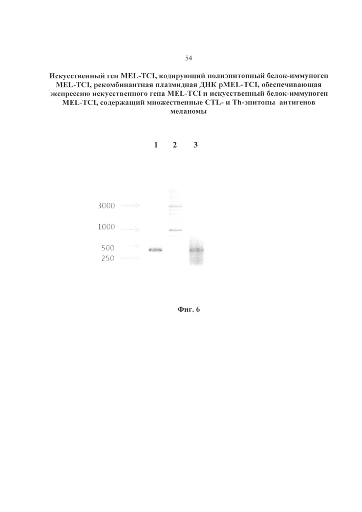 Искусственный ген mel-tci, кодирующий полиэпитопный белок-иммуноген mel-tci, рекомбинантная плазмидная днк pmel-tci, обеспечивающая экспрессию искусственного гена mel-tci и искусственный белок-иммуноген mel-tci, содержащий ctl- и th-эпитопы антигенов меланомы, рестриктированные множественными аллелями hla i и ii класса (патент 2650872)