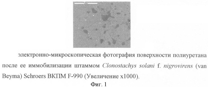 Штамм clonostachys solani f. nigrovirens (van beyma) schroers - биодеструктор термопластичного полиуретана и латекса на основе акриловой кислоты (патент 2415917)