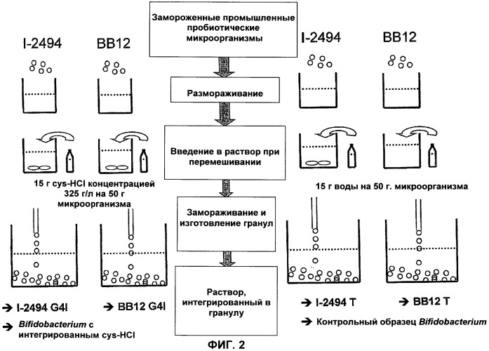 Инокулят, предназначенный для прямой инокуляции молочного субстрата bifidobacterium animalis lactis и содержащий l-цистеин, и его использование (патент 2435843)