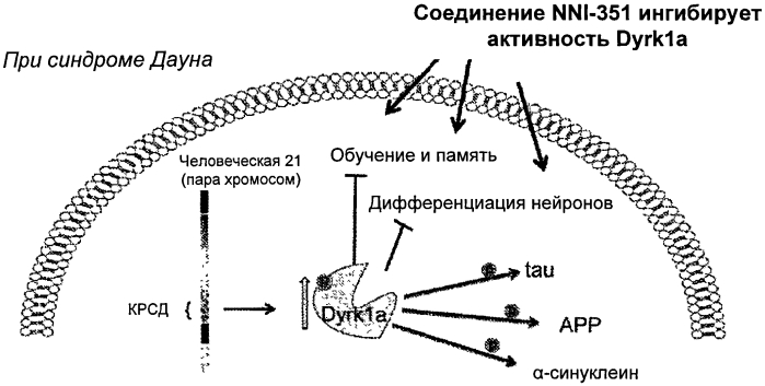 Способы и фармацевтические композиции для лечения синдрома дауна (патент 2549441)