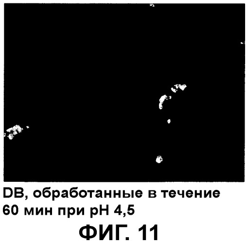 Композиция, содержащая частицы hcmv (патент 2505314)