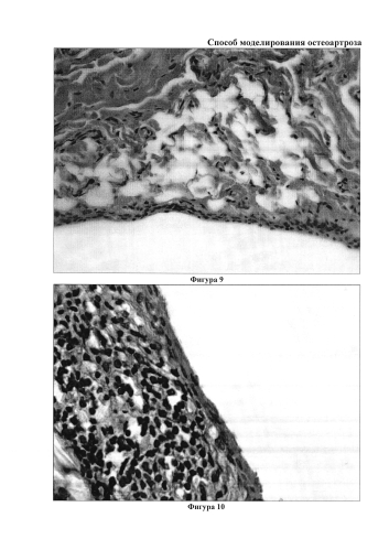 Способ моделирования остеоартроза (патент 2587039)