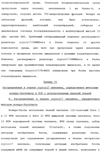 Новый лиганд рецептора цитокина zcytor17 (патент 2360923)