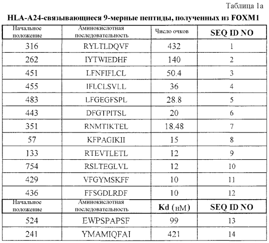 Пептиды foxm1 и вакцины, содержащие их (патент 2560431)