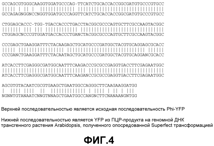 Получение функционализированной линейной днк-кассеты и опосредованная квантовыми точками/наночастицами доставка в растения (патент 2574785)
