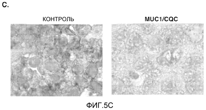 Пептиды цитоплазматического домена белка muc-1 в качестве ингибиторов раковых заболеваний (патент 2539832)