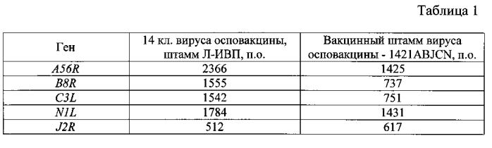 Рекомбинантный штамм л-ивп 1421abjcn вируса осповакцины с нарушенными генами вирулентности a56r, b8r, j2r, c3l, n1l для получения живой культуральной аттенуированной вакцины против натуральной оспы и других ортопоксвирусов, патогенных для человека (патент 2588388)