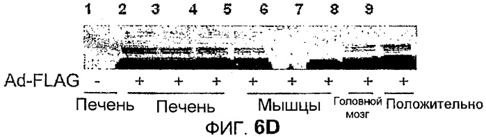 Новый пептид, участвующий в энергетическом гомеостазе (патент 2409590)