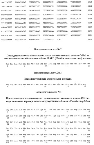 Рекомбинантный белок collbd-cbd, рекомбинантная плазмида pос-collbd, штамм escherichia coli - продуцент рекомбинантного белка collbd-cbd, способ получения рекомбинантного белка collbd-cbd (патент 2408726)