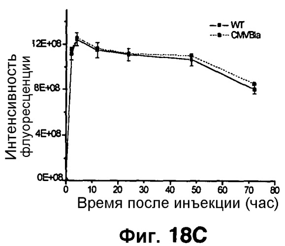 Применение бактериальной бета-лактамазы для диагностики in vitro и визуализации, диагностики и лечения in vivo (патент 2520661)