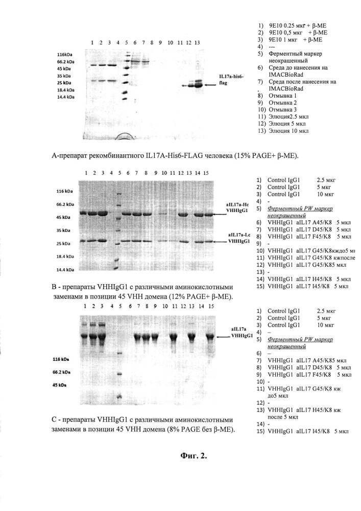 Высокоаффинные и агрегационно стабильные антитела на основе вариабельных доменов vl и производного vhh (патент 2609627)