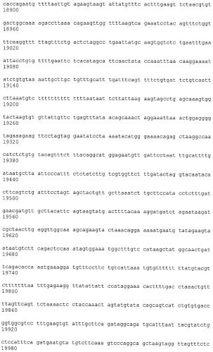 Иммортализованная клеточная линия птиц (патент 2475536)