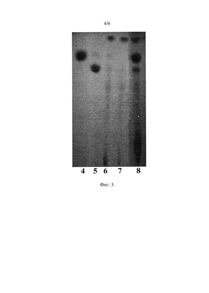 Штамм бактерий pseudomonas fluorescens для защиты растений от фитопатогенных грибов и бактерий и стимуляции роста растений (патент 2646160)